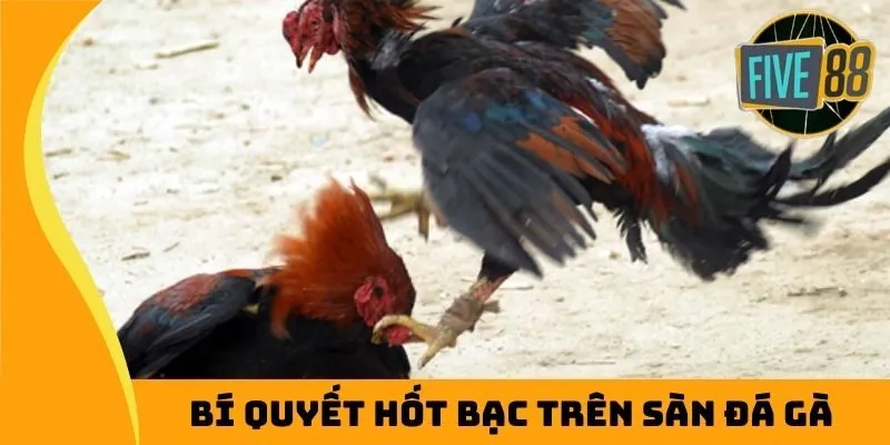 Bí quyết hốt bạc trên sàn đá gà