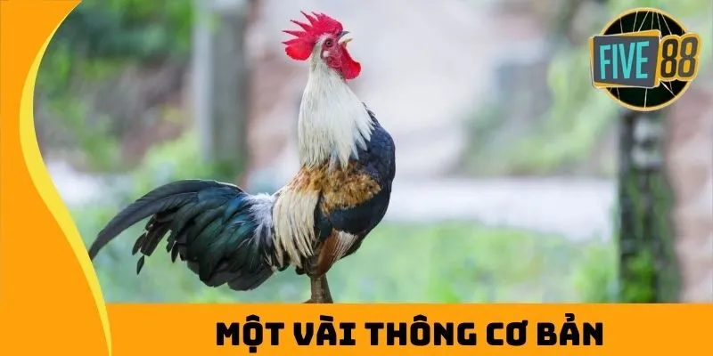 Một vài thông cơ bản