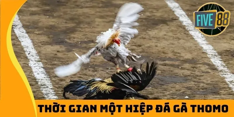 Thời gian một hiệp đá gà Thomo